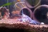 Blauer-Floridakrebs-3.jpg