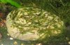 Fissidens crassipes klein.JPG