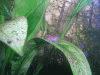 cr-garnelen-063.gif