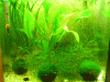 cr-garnelen-045.gif