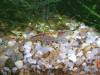 cr-garnelen-047.gif