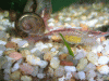 cr-garnelen-059.gif