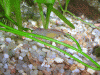 cr-garnelen-055.gif