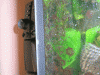 cr-garnelen-075.gif