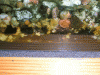 cr-garnelen-076.gif