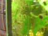cr-garnelen-074.gif