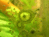 cr-garnelen-094.gif