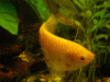 cr-garnelen-083.gif