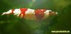redbee2.jpg