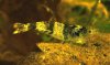 compressed_0010.jpg