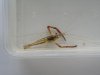 macrobrachium.jpg