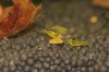 IMG_6538gelbe neu.jpg