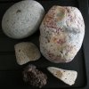 Garnelia_stein_01.jpg