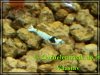 Garnelenfreak_0037.jpg