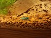 blue bolt 3.jpg