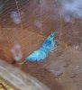 blue bolt 6.jpg