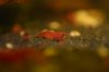 DSC_0490.JPG