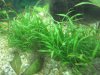 Aquariumspflanzen_002.jpg