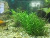 Aquariumspflanzen_001_1.jpg
