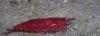 20130328 Sakura.jpg