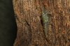 IMG_2392 (1000x667).jpg