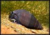 Melanopsis_buccinoidea_500_a1a.jpg
