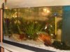 Guppys.jpg