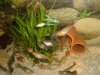 GuppysFressen.jpg