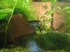 cherax_01_klein.jpg