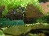 cherax_05_klein.jpg