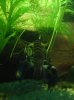 cherax_11_klein.jpg