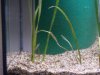 100_1061.JPG