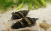 Raubdeckelschnecke.jpg