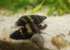 Raubdeckelschnecke_2.jpg