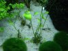 m.hirsuta.JPG