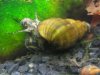 Semisulcospira gottschei 2.jpg