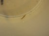 DSC05676.JPG