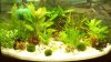 Aquarium-ganz.jpg