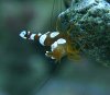 sshrimp2.jpg