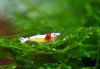 red-bee-1.jpg
