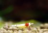 red-bee-2.jpg