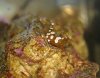 Sexyshrimp311207_2.jpg