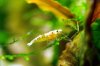 red-bee-15.jpg