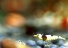 black-red-bee-1.jpg