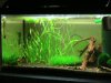 Aquarien 002.jpg