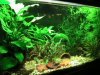 Aquarien 003.jpg