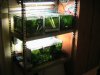 Aquarien 007.jpg