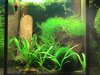 Aquarien 009.jpg