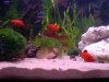 Platies_(800_x_600).jpg