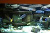 Aquarium 2.jpg
